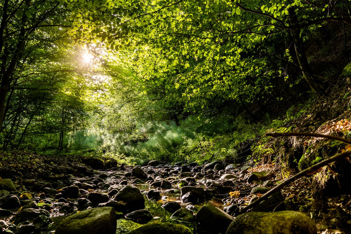Engelsholm Sønderskov Vejle Ådal Godt nyt for Engelsholm Sønderskov – og alle os, der elsker vild natur