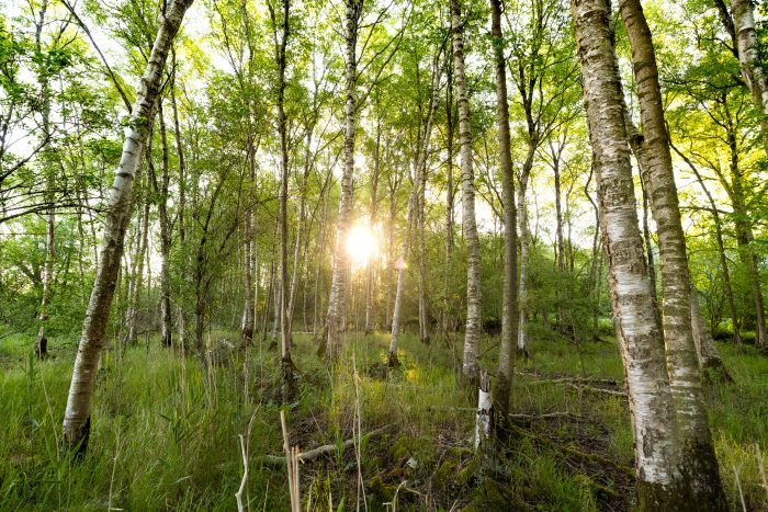 Ulkestrup Lyng Store Åmose 100 hektar vild natur er nu sikret for evigt i Store Åmose