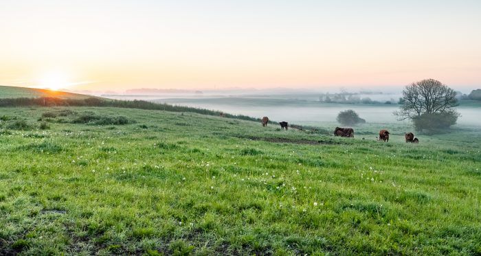 Ulkestrup Lyng Store Åmose 100 hektar vild natur er nu sikret for evigt i Store Åmose