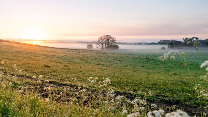 Ulkestrup Lyng Store Åmose 100 hektar vild natur er nu sikret for evigt i Store Åmose