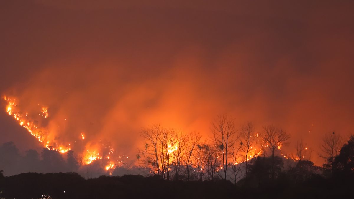 Skovbrand Skal du på ferie i et område med skovbrande?